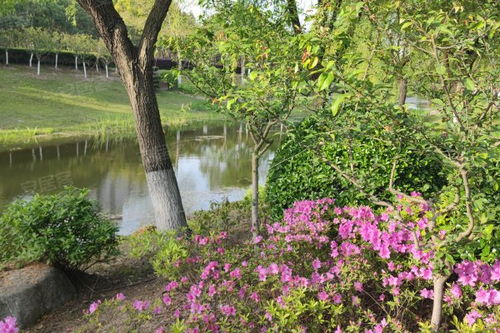 金楊新村六街坊居住體驗與市場觀察 優勢、不足及經紀人視角